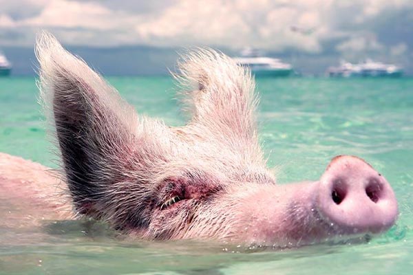 Swimming Swimming Pigs Freights to Staniel Cay Exuma Experiance