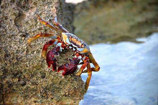 A crab is sitting on top of a rock near the Bahamas.