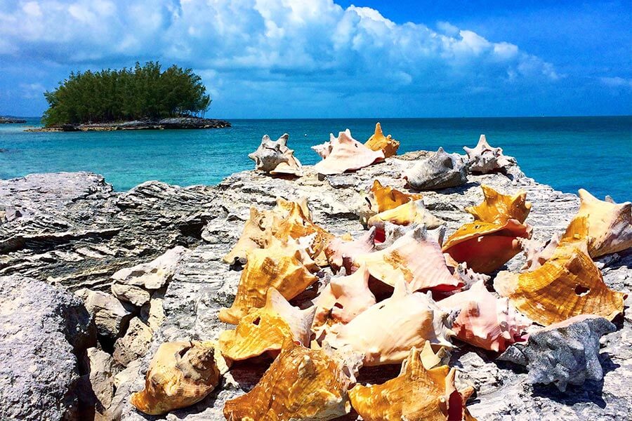 A group of conch shells on a rocky beach, ready for air freight to the Bahamas or Exuma.